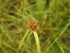 Rhynchospora heterochaeta