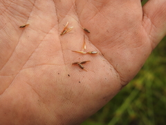 Rhynchospora heterochaeta