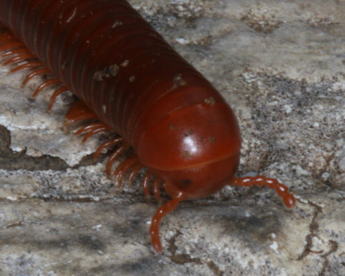 Trigoniulus corallinus