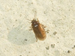 Contacyphon laevipennis