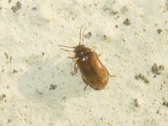 Contacyphon laevipennis