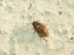 Contacyphon laevipennis