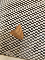 Tetracis cervinaria