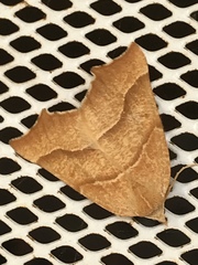 Tetracis cervinaria