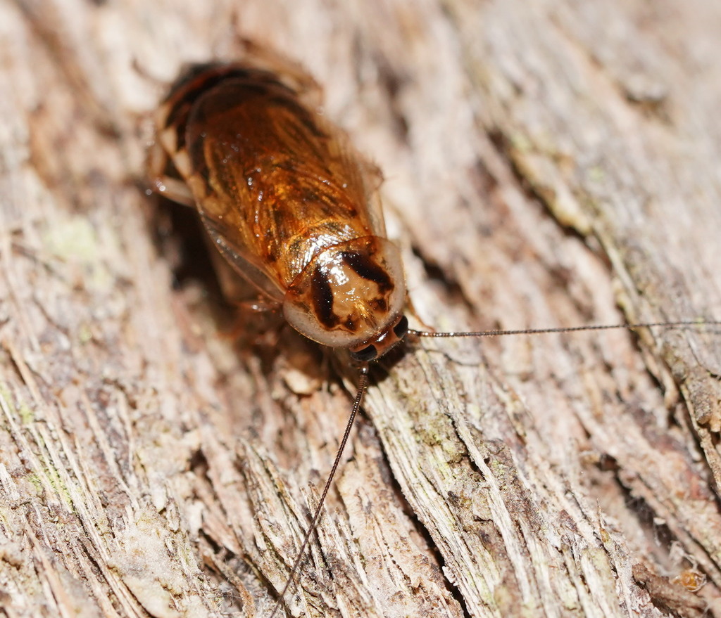 Wood Cockroaches from Nolan Creek, Wombat State Forest VIC AU on March