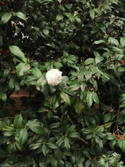 Camellia japonica