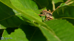 Paratlanticus ussuriensis