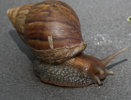 Lissachatina fulica