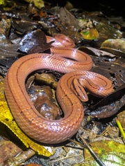 Oreocryptophis porphyraceus vaillanti