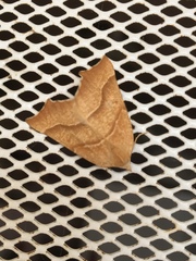 Tetracis cervinaria