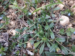 Echium parviflorum