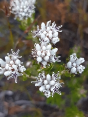 Trichocephalus stipularis