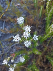 Trichocephalus stipularis