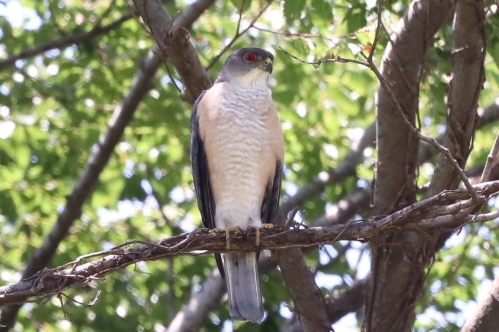 chihiro.HAWKS Photos - Japanese Sparrowhawk - Tachyspiza gularis - Birds