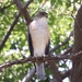 Japanese Sparrowhawk - Photo (c) yah_japan, some rights reserved (CC BY-NC), uploaded by yah_japan