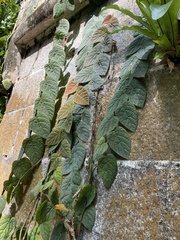 Ficus villosa