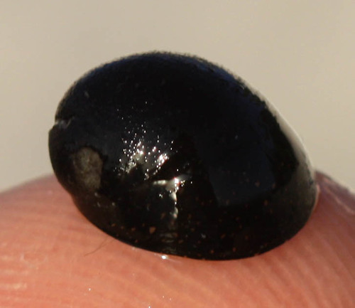 Nerita picea