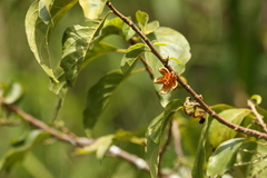 Turraea pubescens