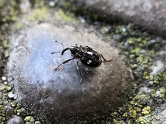 Mogulones asperifoliarum