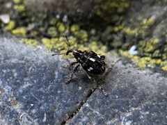 Mogulones asperifoliarum