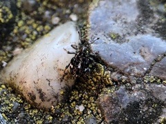 Mogulones asperifoliarum