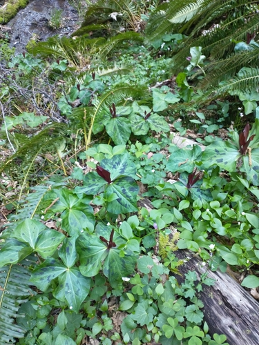 Image of Trillium kurabayashii by no rights reserved