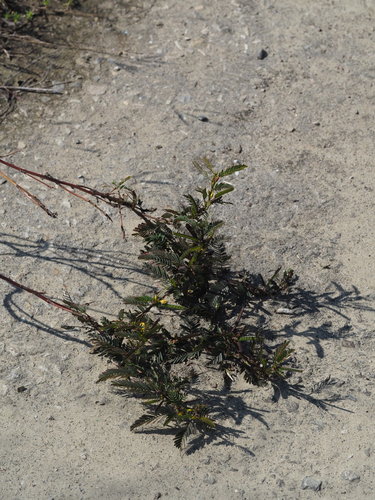 Chamaecrista leschenaultiana iNat (3)