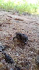 Breviceps