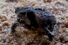 Breviceps