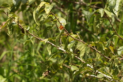 Turraea pubescens