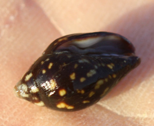 Strigatella litterata