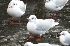 Chroicocephalus ridibundus