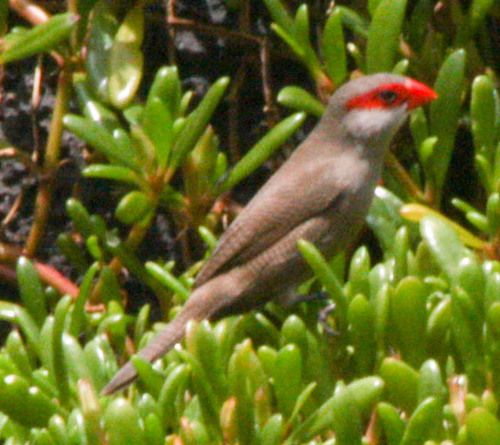 Estrilda astrild