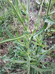 Cichorieae