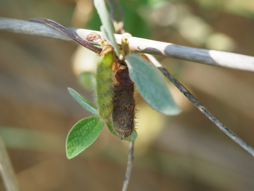 Image of Cajanus scarabaeoides by no rights reserved