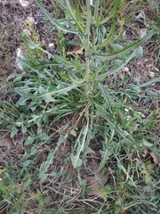 Cichorieae