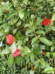 Camellia japonica