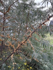 Hippophae rhamnoides