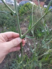 Cichorieae