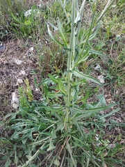 Cichorieae