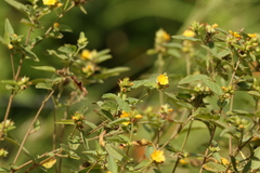 Malvastrum americanum