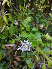 Solanum africanum