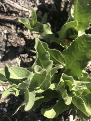 Acourtia microcephala