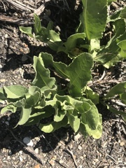 Acourtia microcephala