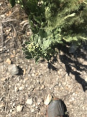 Acourtia microcephala