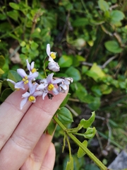 Solanum africanum
