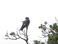 Aviceda cuculoides verreauxii