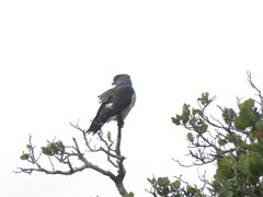 Aviceda cuculoides verreauxii