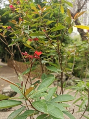 Jatropha integerrima