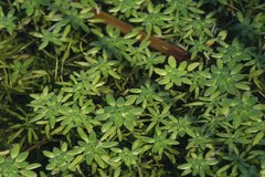 Callitriche obtusangula